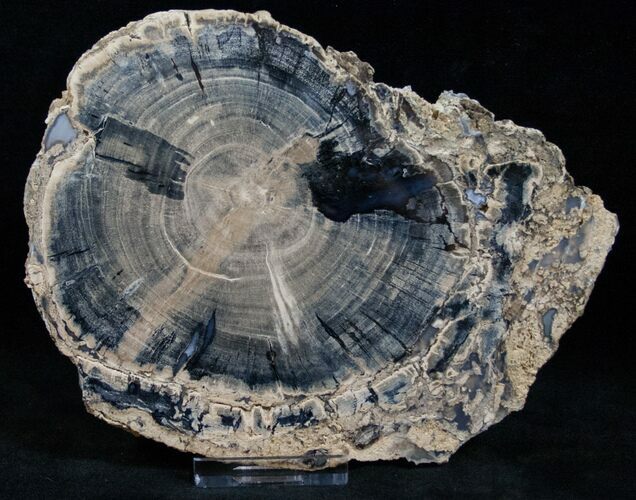 Blue Forest Petrified Wood Slice - #13660